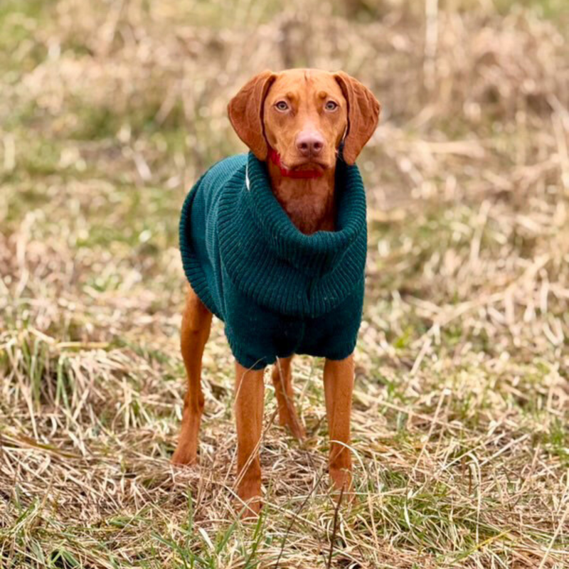Extra Large British Wool Dog Jumper
