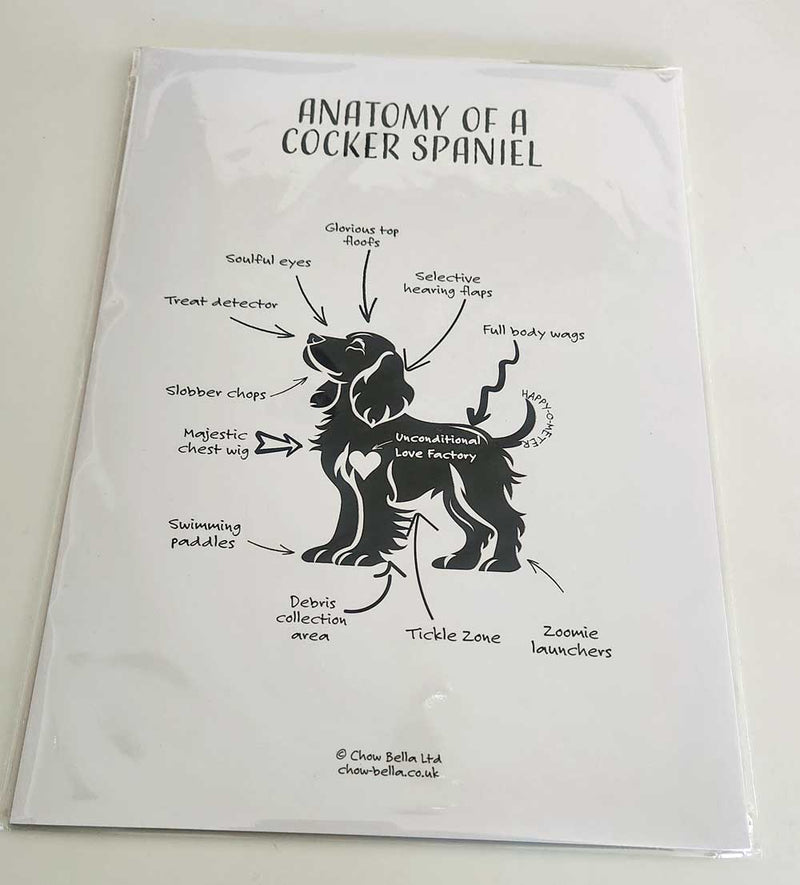 Anatomy of a Cocker Spaniel Print