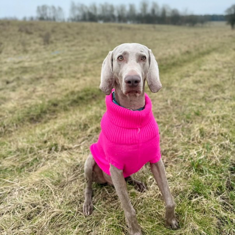 Extra Large British Wool Dog Jumper