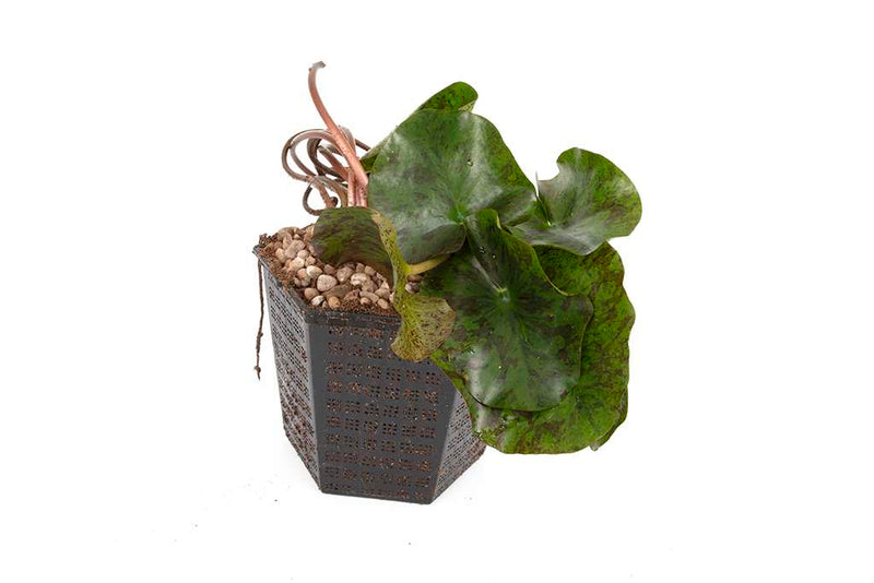 Rose Nymph Water Lily - Pond Plants - LW22