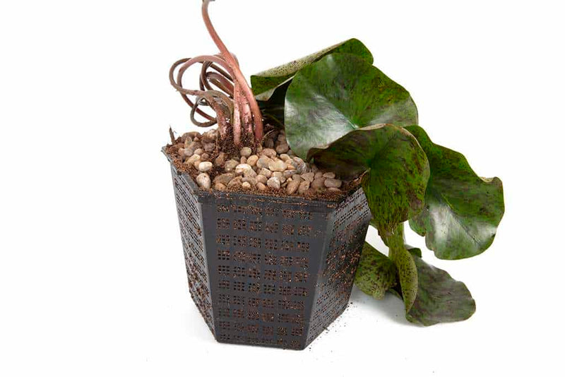 Sirius Water Lily - Pond Plants - LW23