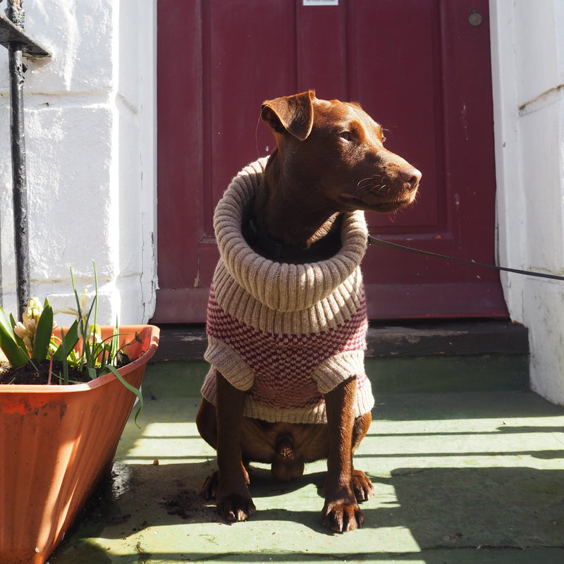 Burgundy Merino Lambswool Dog Jumper