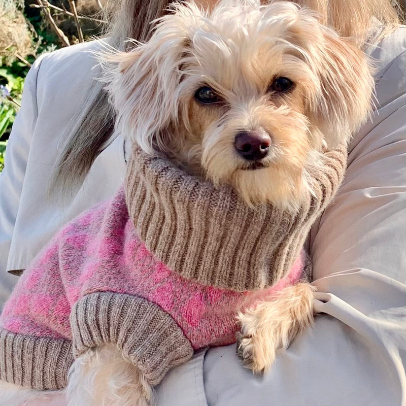 Pink Argyle Dog Jumper In Merino Lambswool