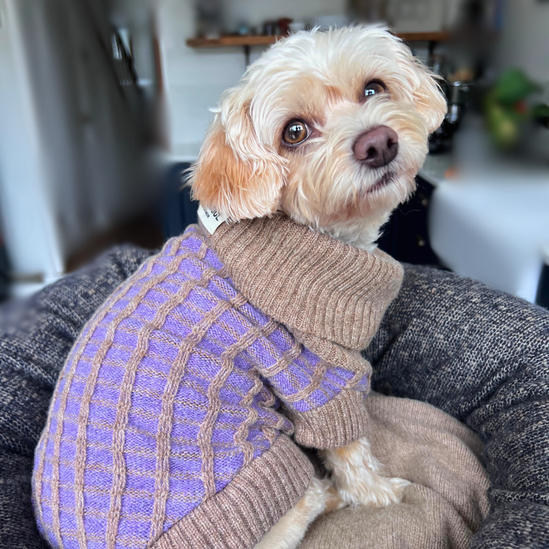 Purple Dog Jumper in Pure Merino Lambswool