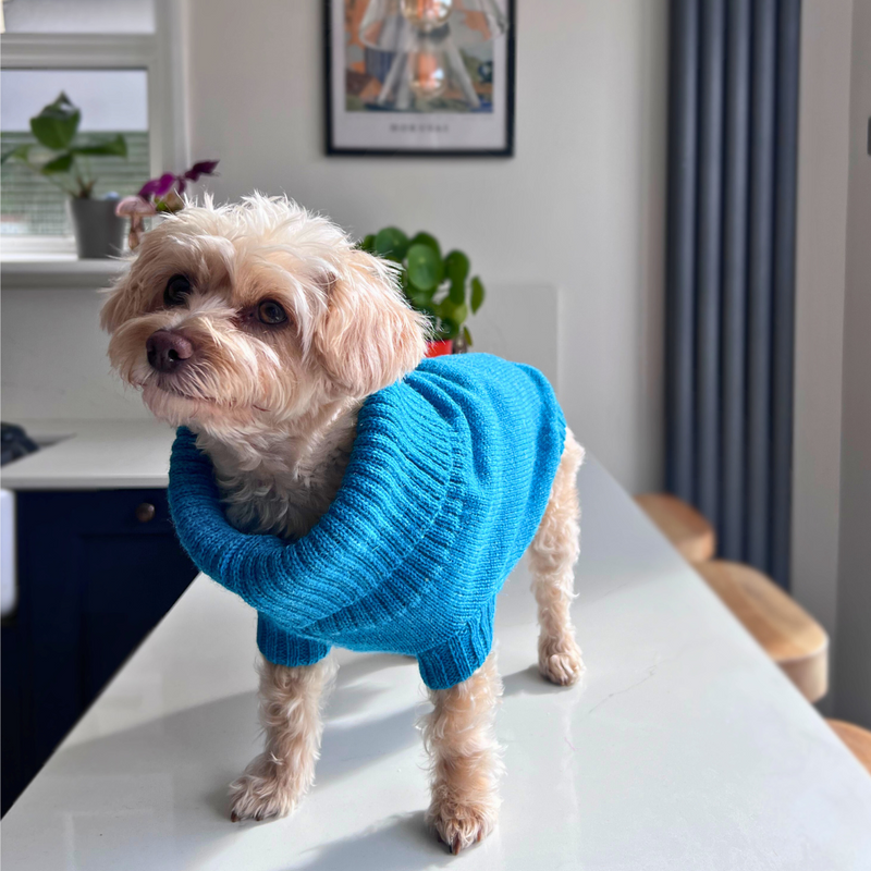 Cerulean Blue British Wool Dog Jumper