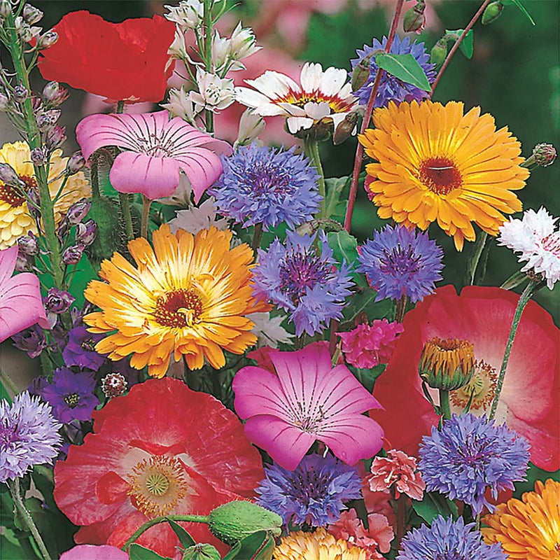RHS Shake and Sow Cottage Garden Mix