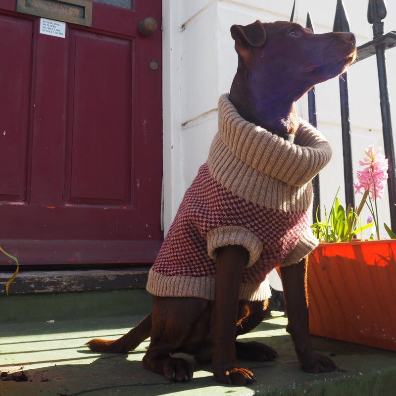 Burgundy Merino Lambswool Dog Jumper