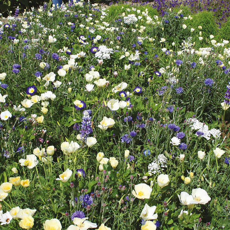 RHS Shake and Sow Flowers for Wildlife Cool Mix