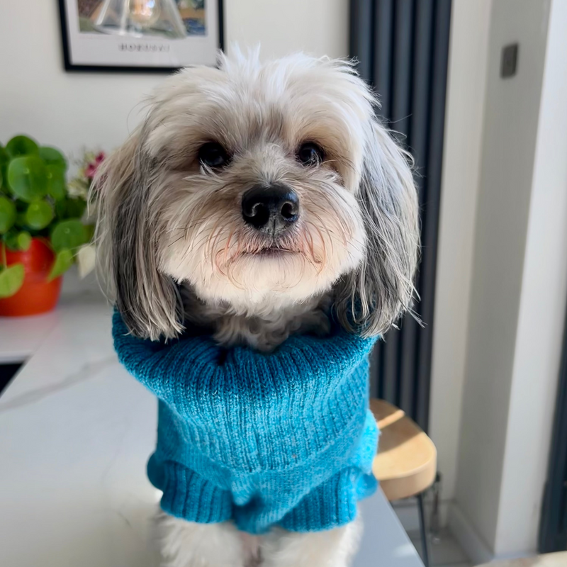 Cerulean Blue British Wool Dog Jumper