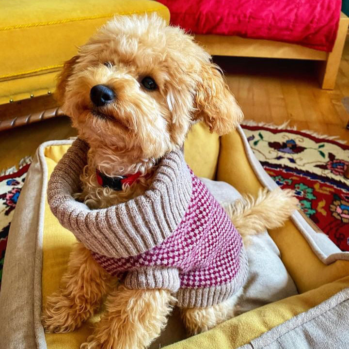 Burgundy Merino Lambswool Dog Jumper