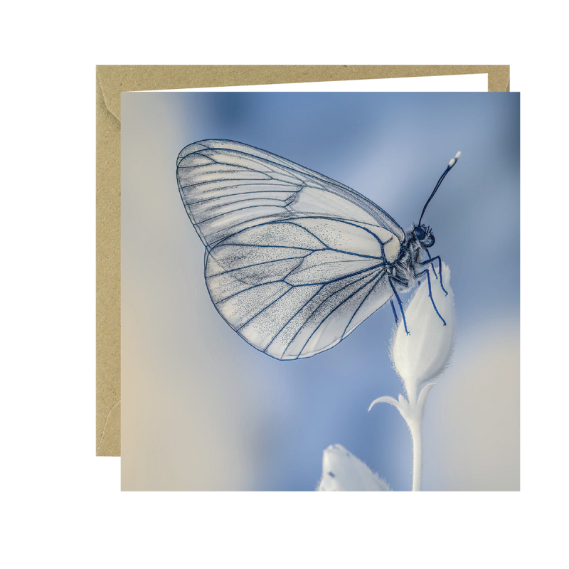 Buglife Black Veined  White Butterfly Greeting Card