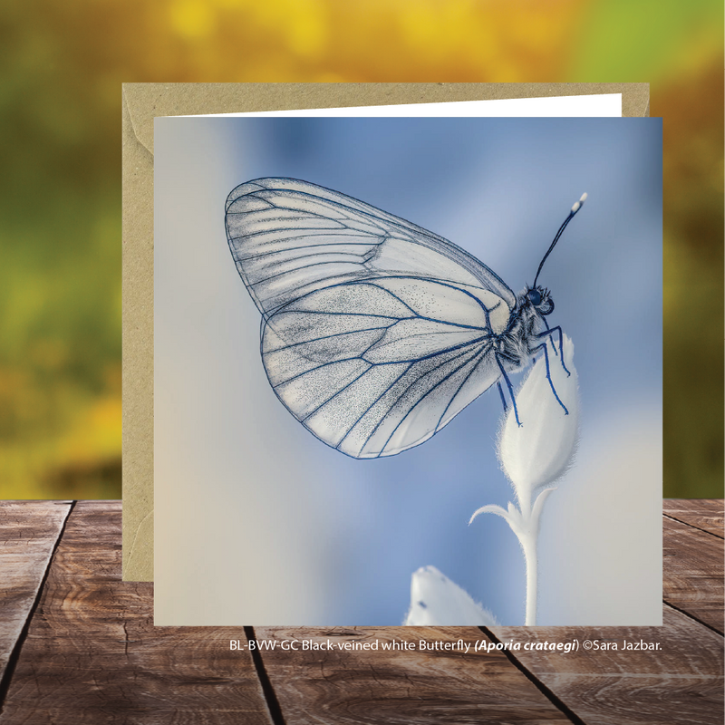 Buglife Black Veined  White Butterfly Greeting Card