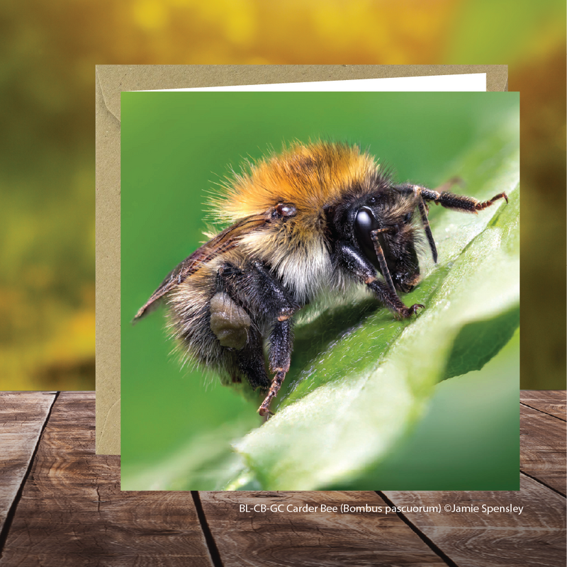 Buglife Carder Bee Photographic Greeting Card