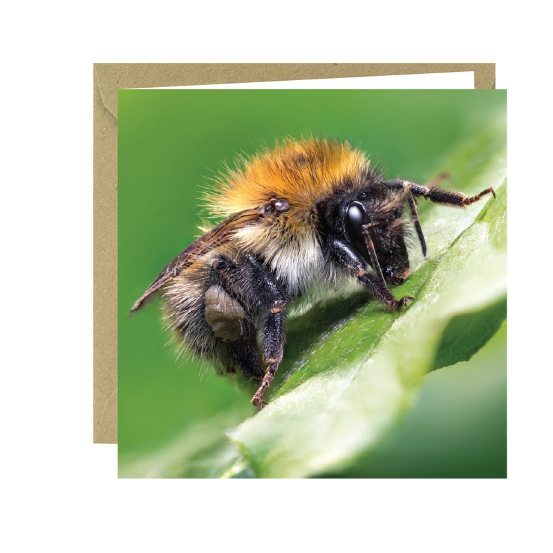 Buglife Carder Bee Photographic Greeting Card