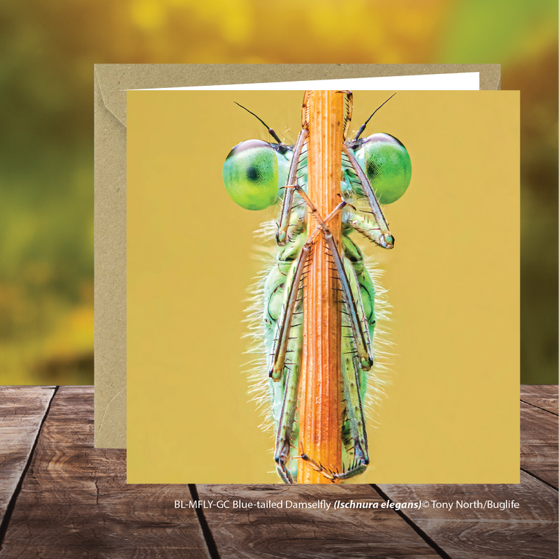 Buglife Blue-tailed Damselfly Photographic Greeting Card