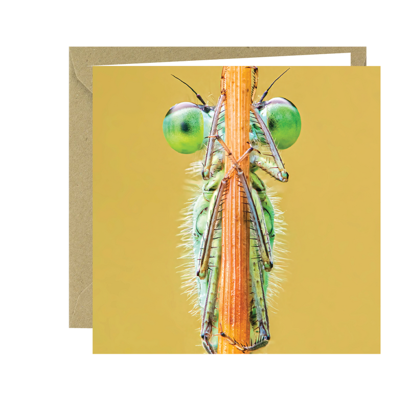 Buglife Blue-tailed Damselfly Photographic Greeting Card
