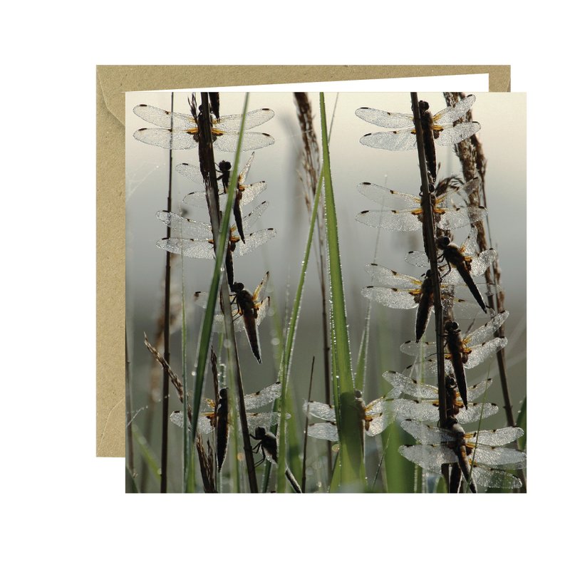 Buglife Dragonfly Photographic Greeting Card