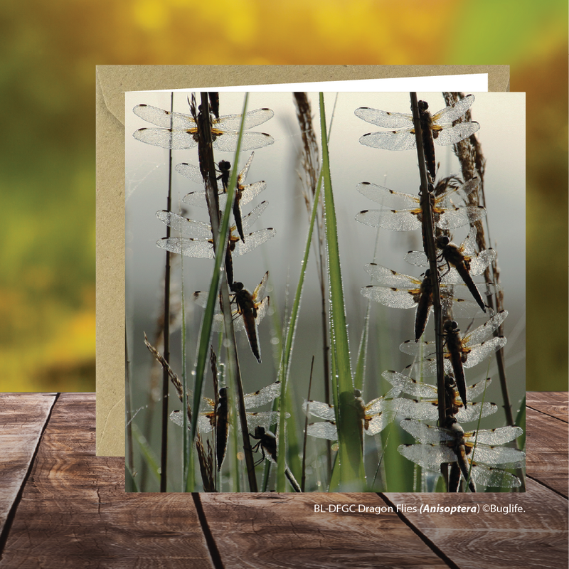 Buglife Dragonfly Photographic Greeting Card
