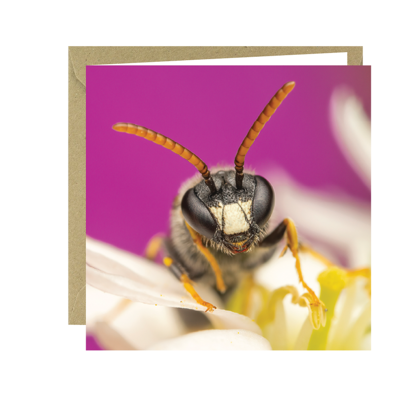 Buglife Masked Bee Photographic Greeting Card