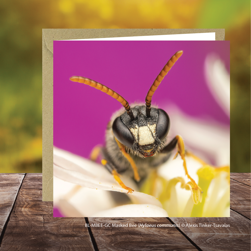 Buglife Masked Bee Photographic Greeting Card