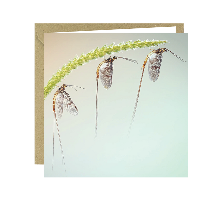 Buglife Mayfly Photographic Greeting Card
