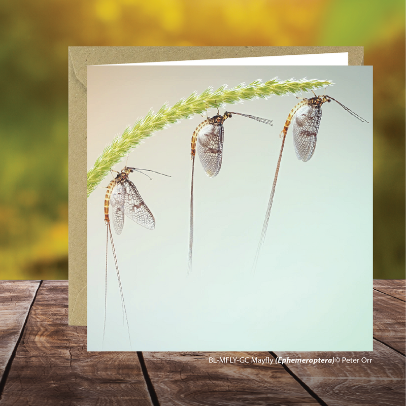 Buglife Mayfly Photographic Greeting Card