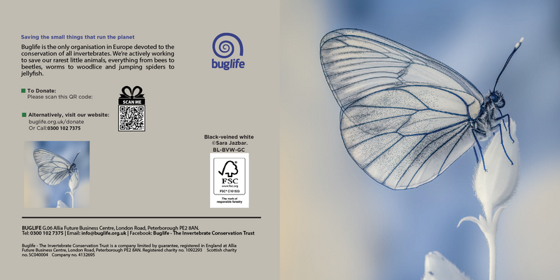 Buglife Black Veined  White Butterfly Greeting Card