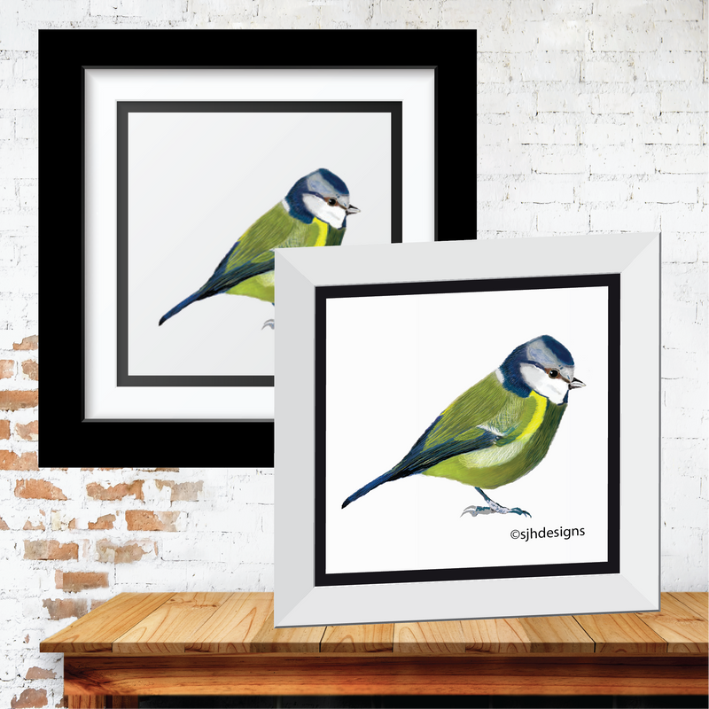 Blue Tit Fine Art Prints
