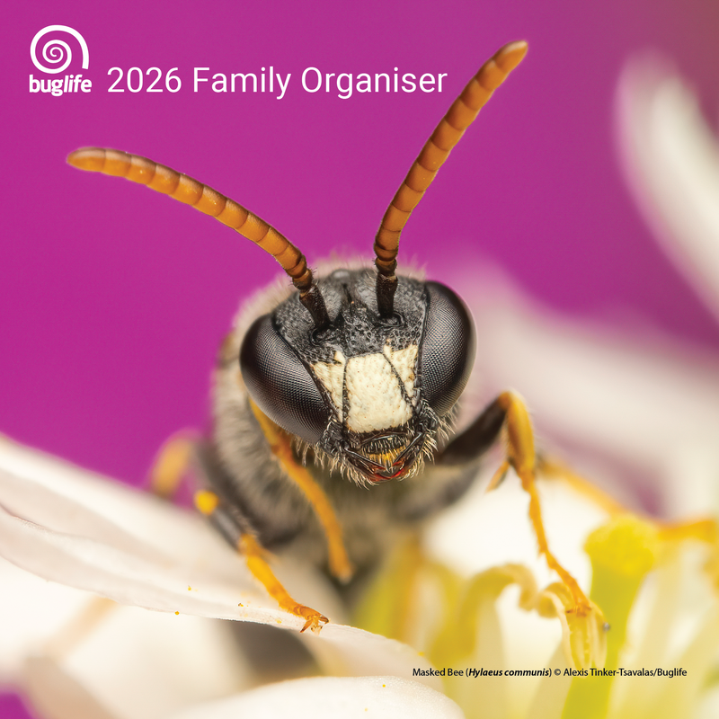 Buglife Calendar and Family Organiser