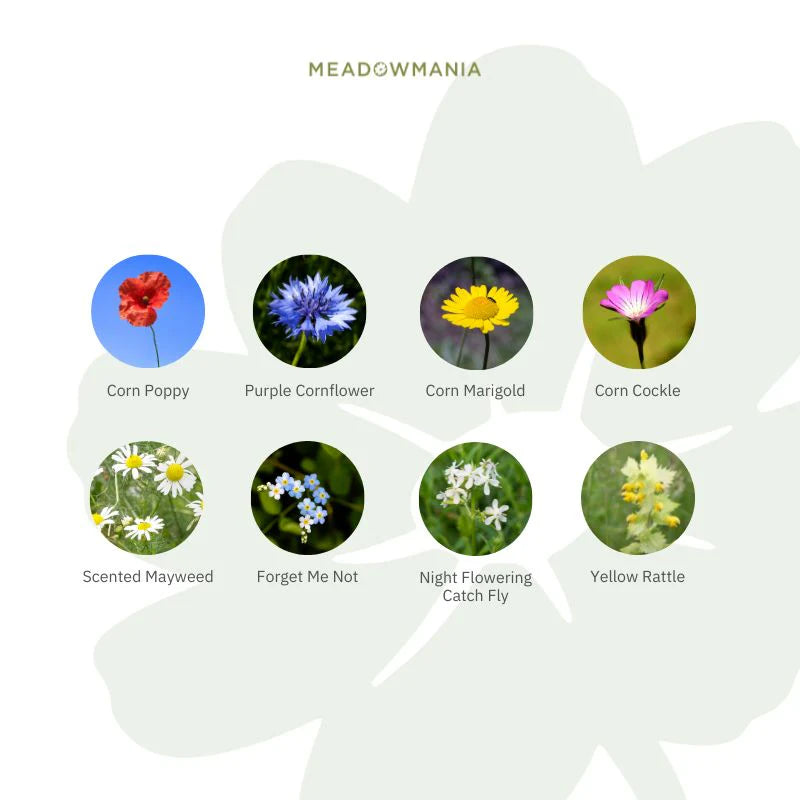 Meadowmania Native Cornfield Annuals Wildflower Seed Pouch