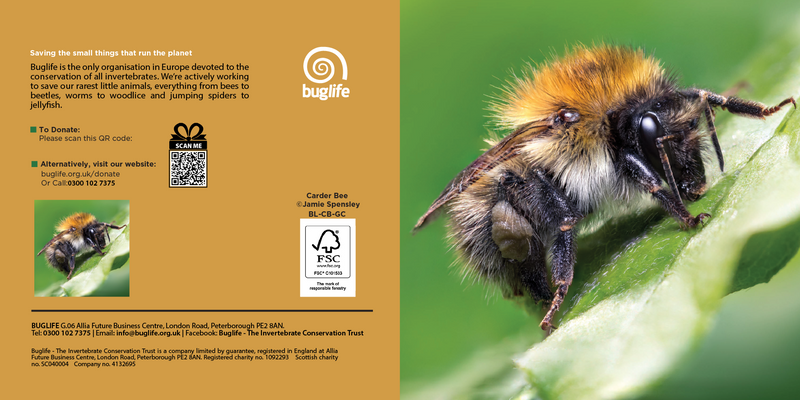 Buglife Carder Bee Photographic Greeting Card