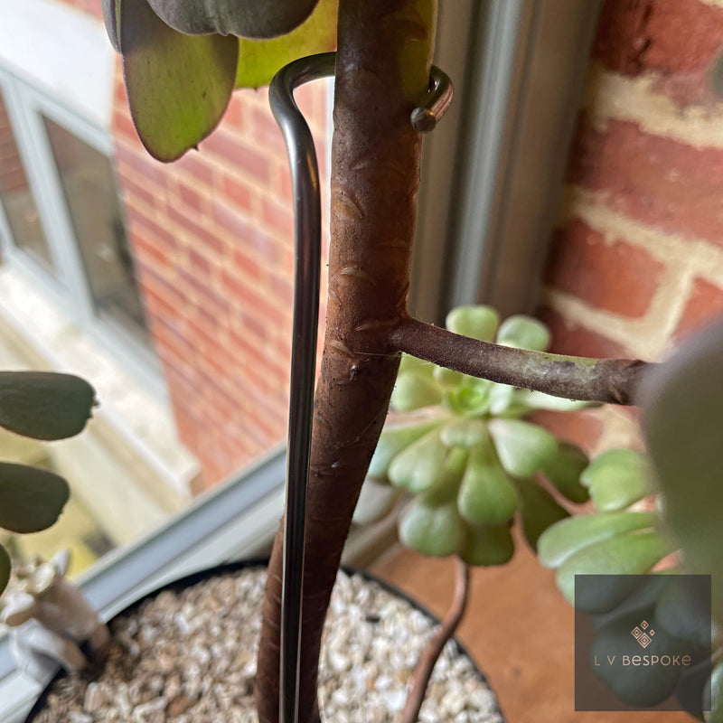 Aeonium Stem / Plant Support