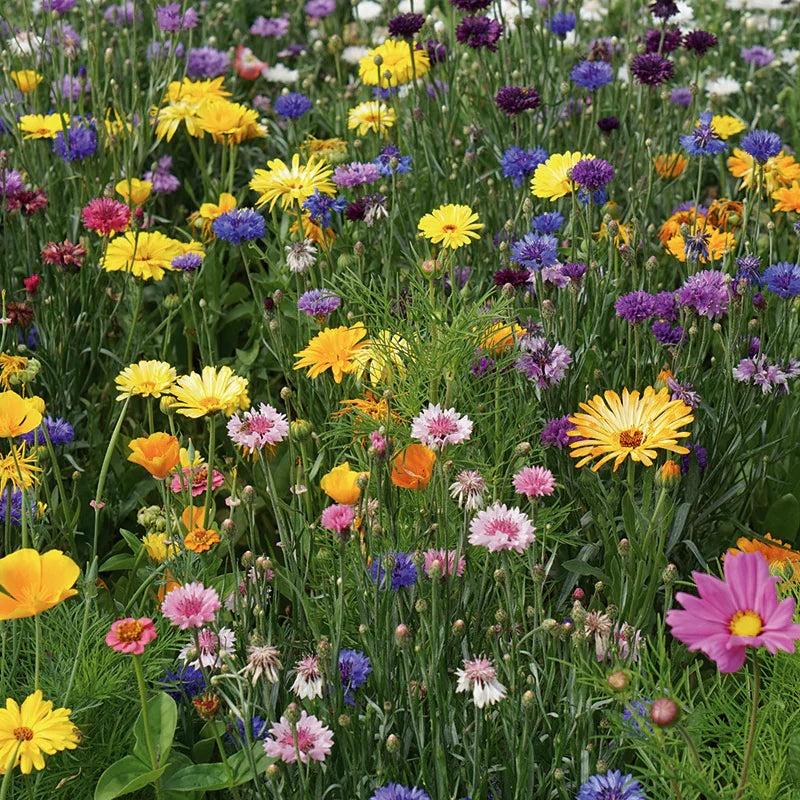 RHS Shake and Sow Flowers for Wildlife Bright mix