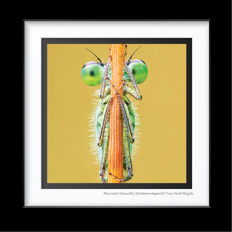 Blue-Tailed Damsel Fly Framed Fine Art Print