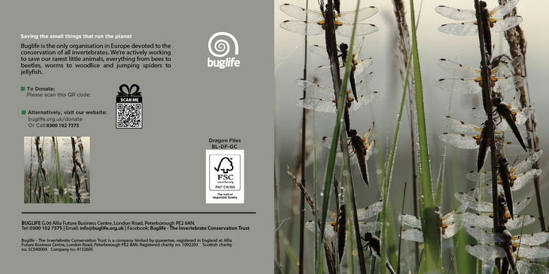 Buglife Dragonfly Photographic Greeting Card