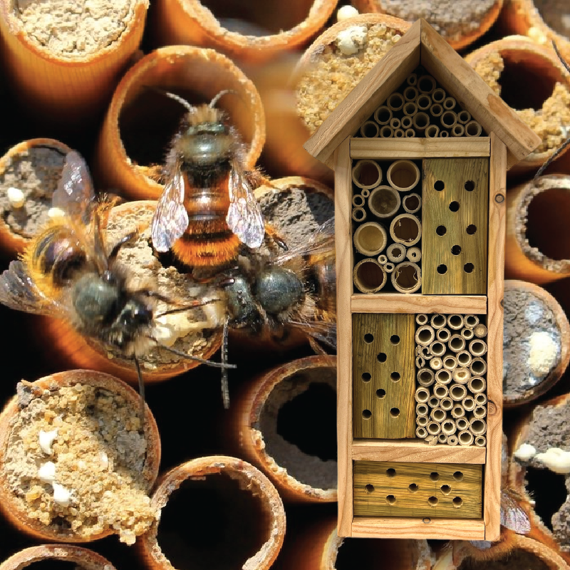 Ellie Bee Solitary Bee Conservation Box