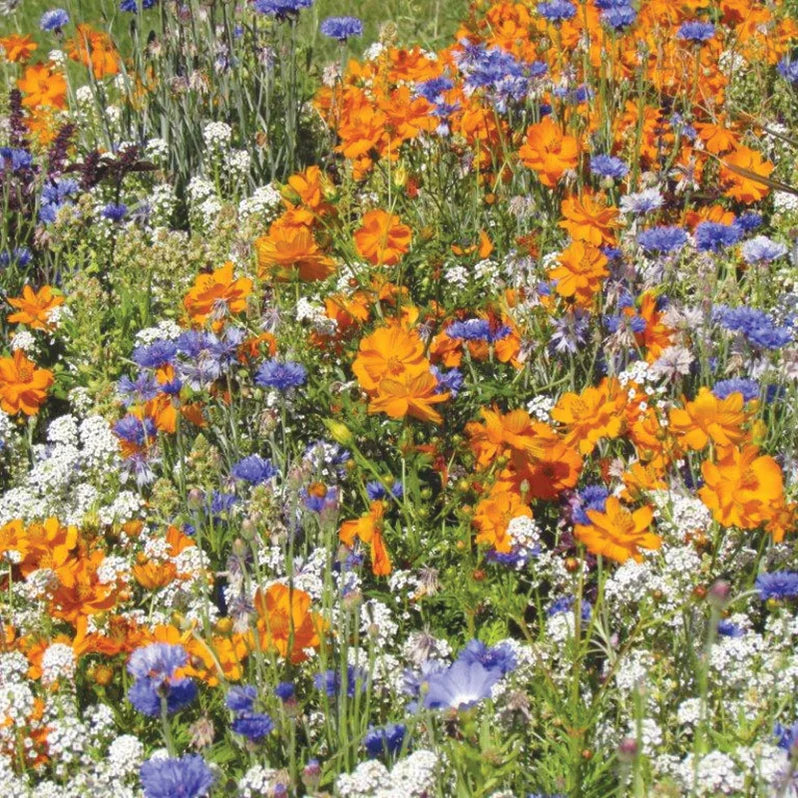 RHS Shake and Sow Wildflowers for Bees