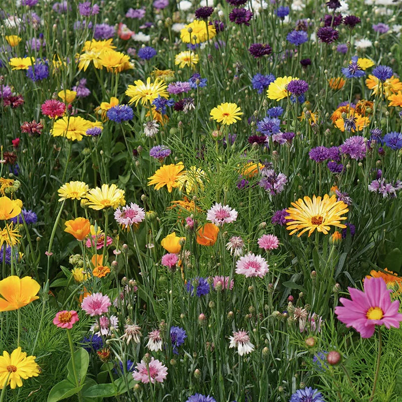 RHS Shake and Sow Wildflower Bright Mix