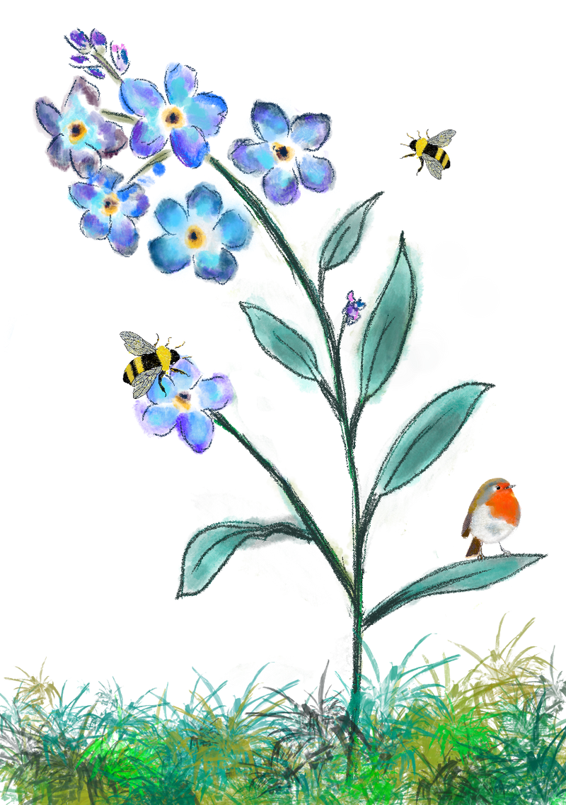 FORGET ME NOT WILDFLOWER PLANTABLE SEED GREETING CARD