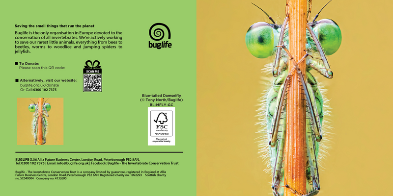 Buglife Blue-tailed Damselfly Photographic Greeting Card