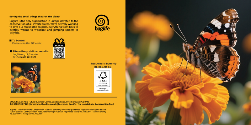 Buglife Red Admiral Butterfly Photographic Greeting Card