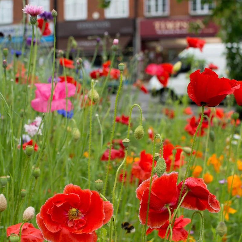 Meadowmania Hardy Annual Wildflower Seed Pouch