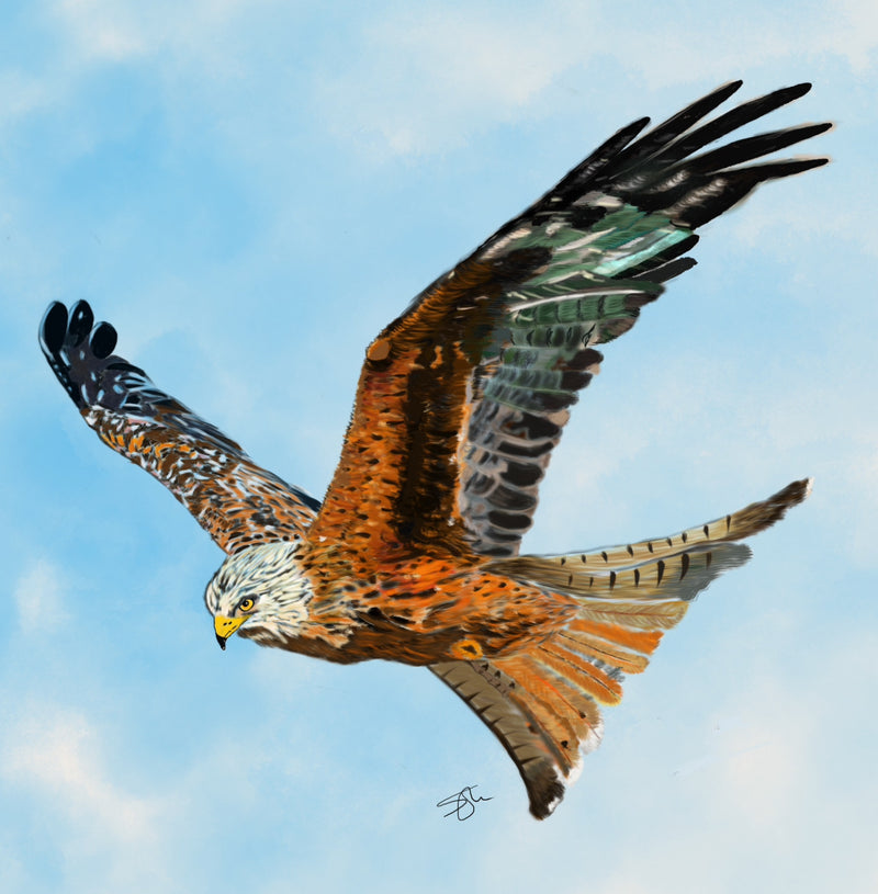Sammy's Red Kite Fine Art Print