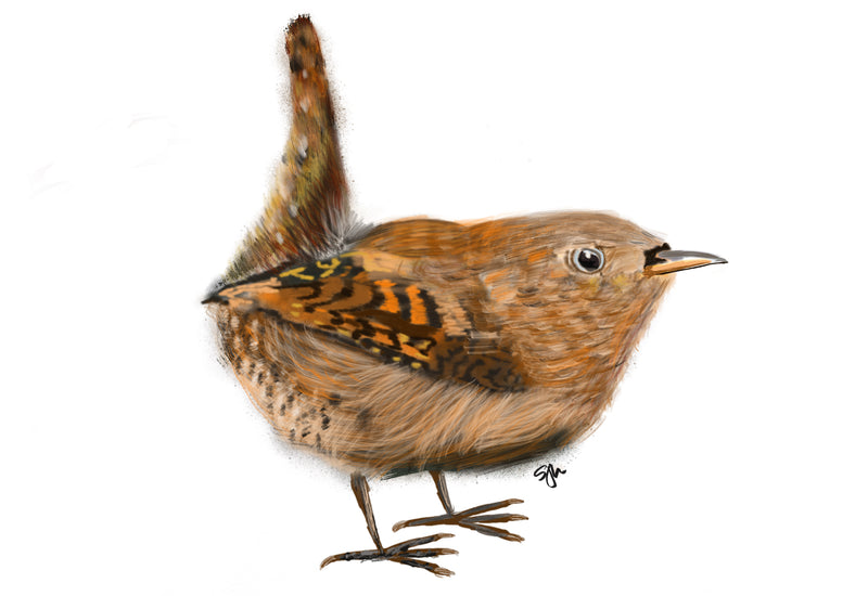 Sammy's Wren Fine Art Print