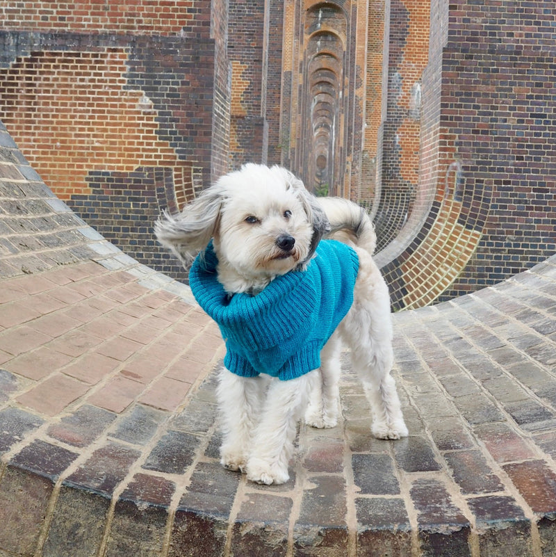 Cerulean Blue British Wool Dog Jumper
