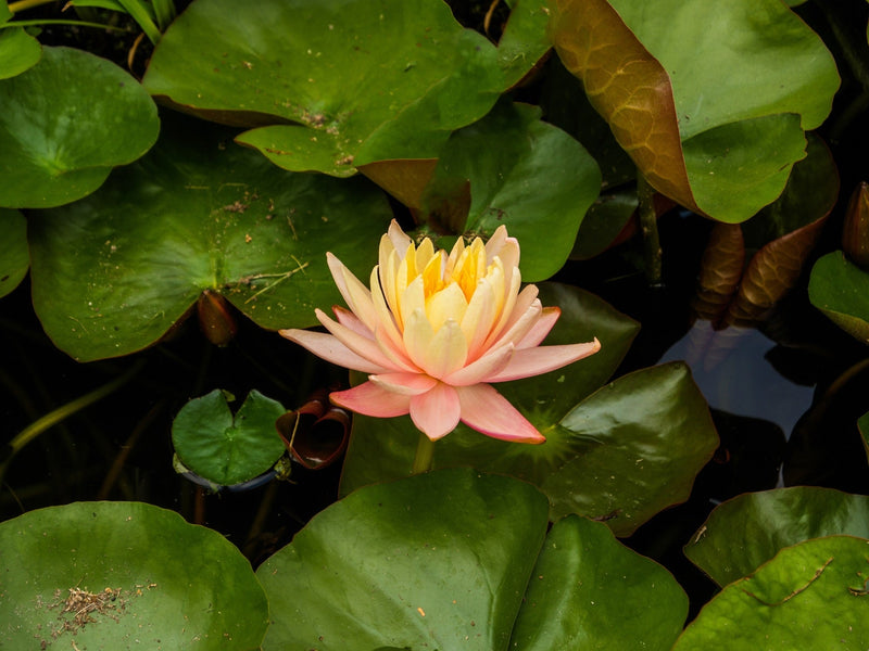 Mangkala Ubol Water Lily - Pond Plants - MW13