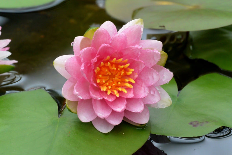 Marliacea Carnea Water Lily - Pond Plants - VLW08
