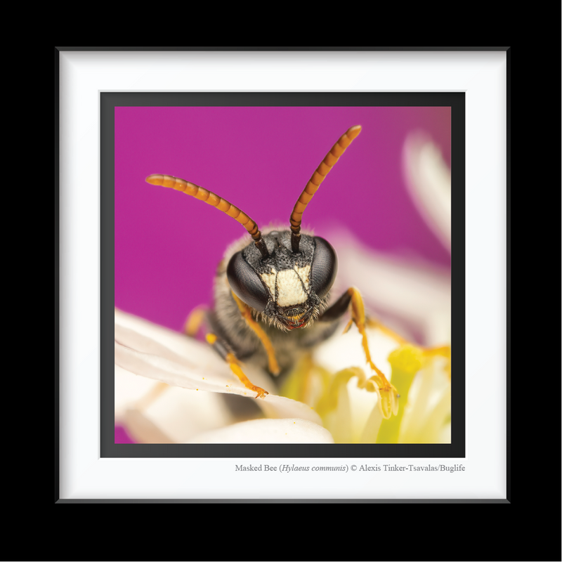 Buglife Masked Bee Framed Fine Art Print