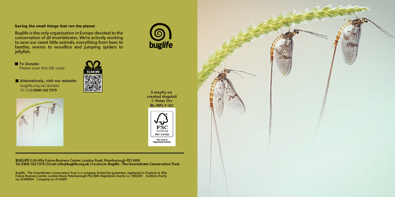 Buglife Mayfly Photographic Greeting Card