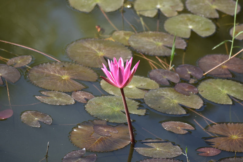 Mayla Water Lily - Pond Plants - VLW10